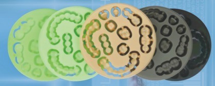 Yucera Dental Monolayer PMMA Dental Prosthetics and Applications CAD/CAM